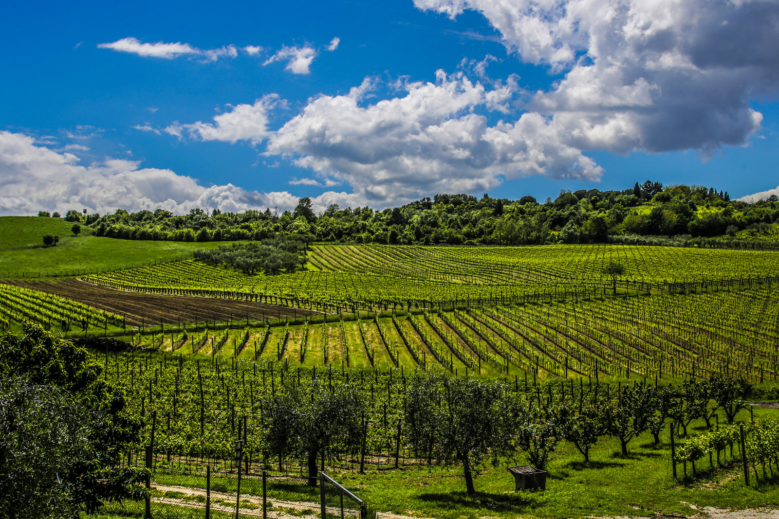 Sangiovese Vineyards in Coriano, Rimini - Ph. Romagna Wine Consortium