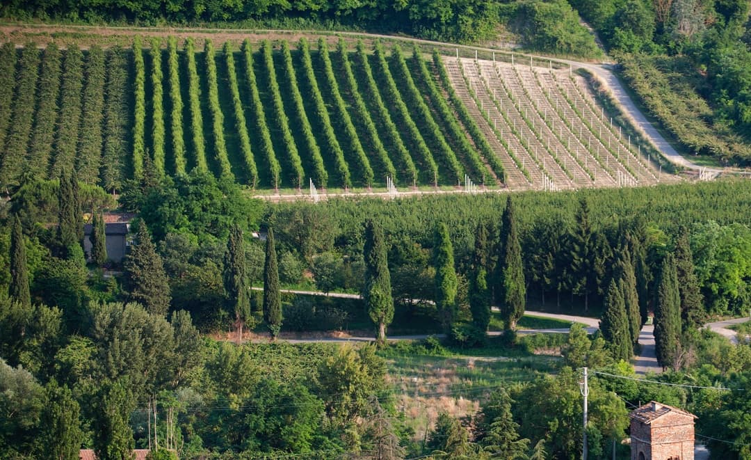 Colli di Faenza DOC